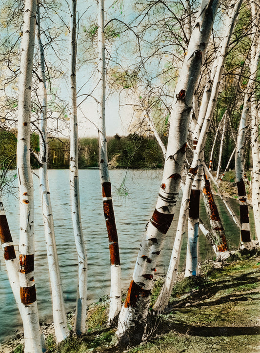 How to Tap Birch Sap: A Step-by-Step Guide