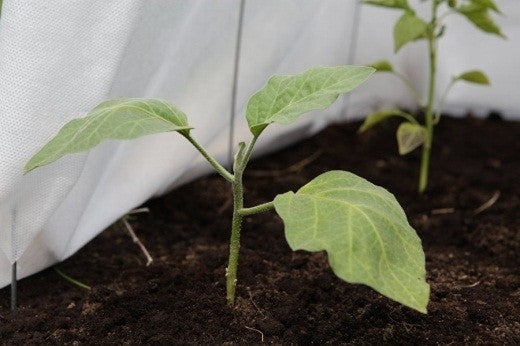 Growing tunnel Agrohex 4m