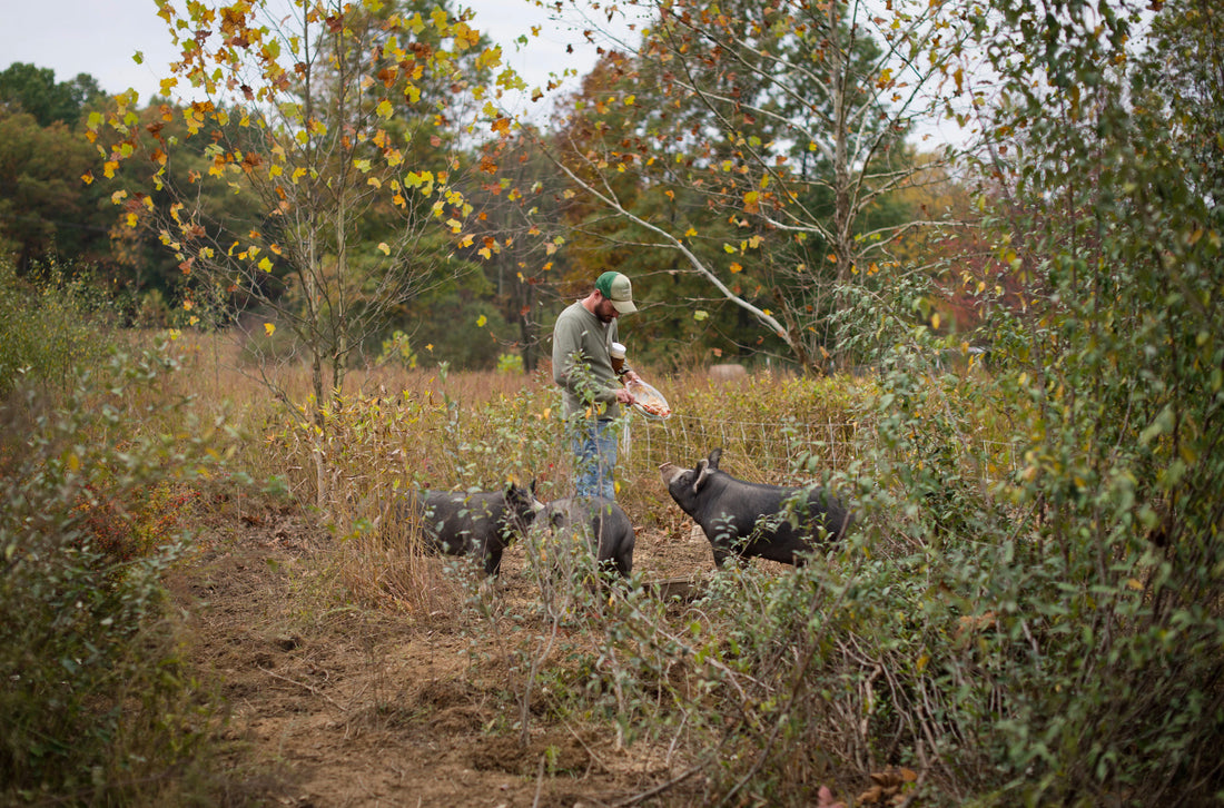 The Ultimate Beginner's Guide to Homesteading: Tips and Tricks for Starting Your Homestead Journey