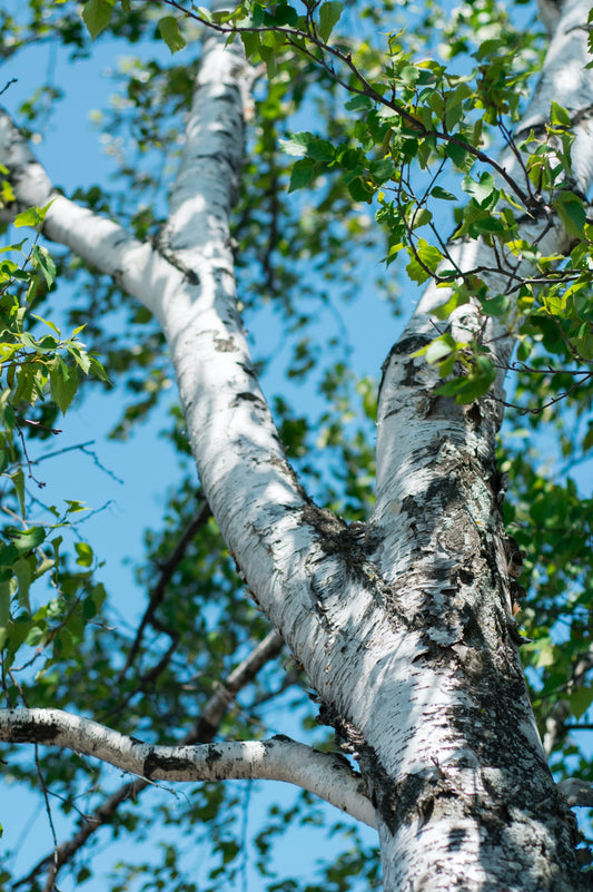 Birch Tree Sap: A Refreshing and Nutritious Beverage for All Seasons