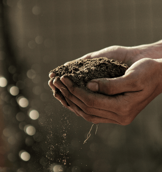 Soil Health: The Foundation of Sustainable Farming